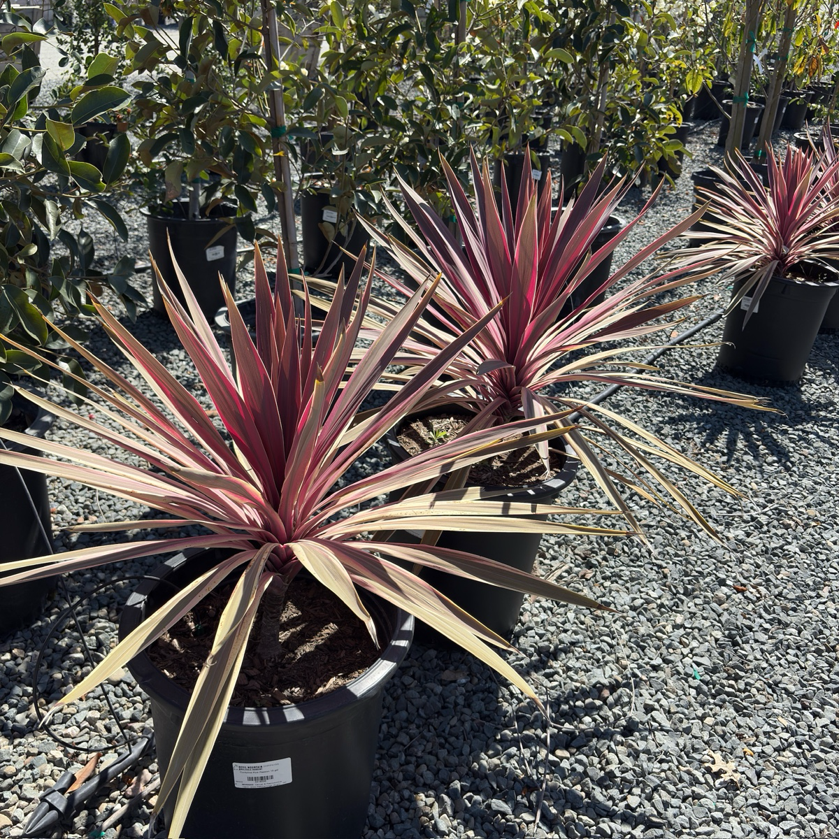 Pink Passion Grass Palm
