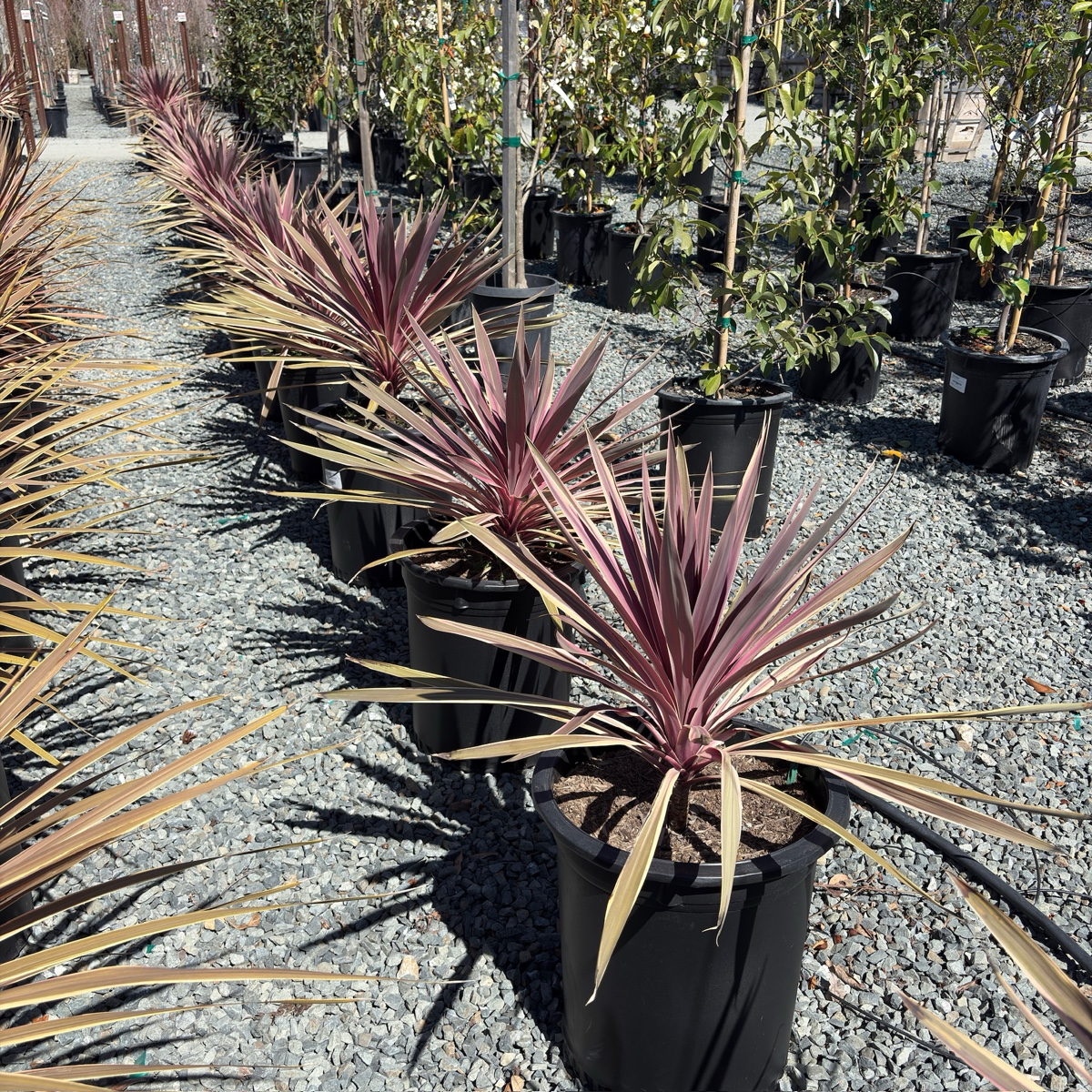 Pink Passion Grass Palm