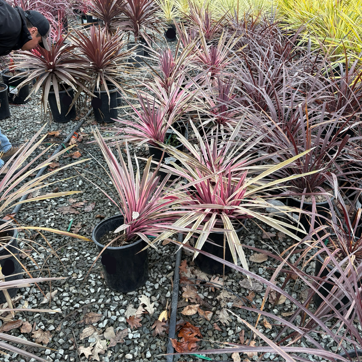 palm plant with pink edges Pink Passion Cordyline