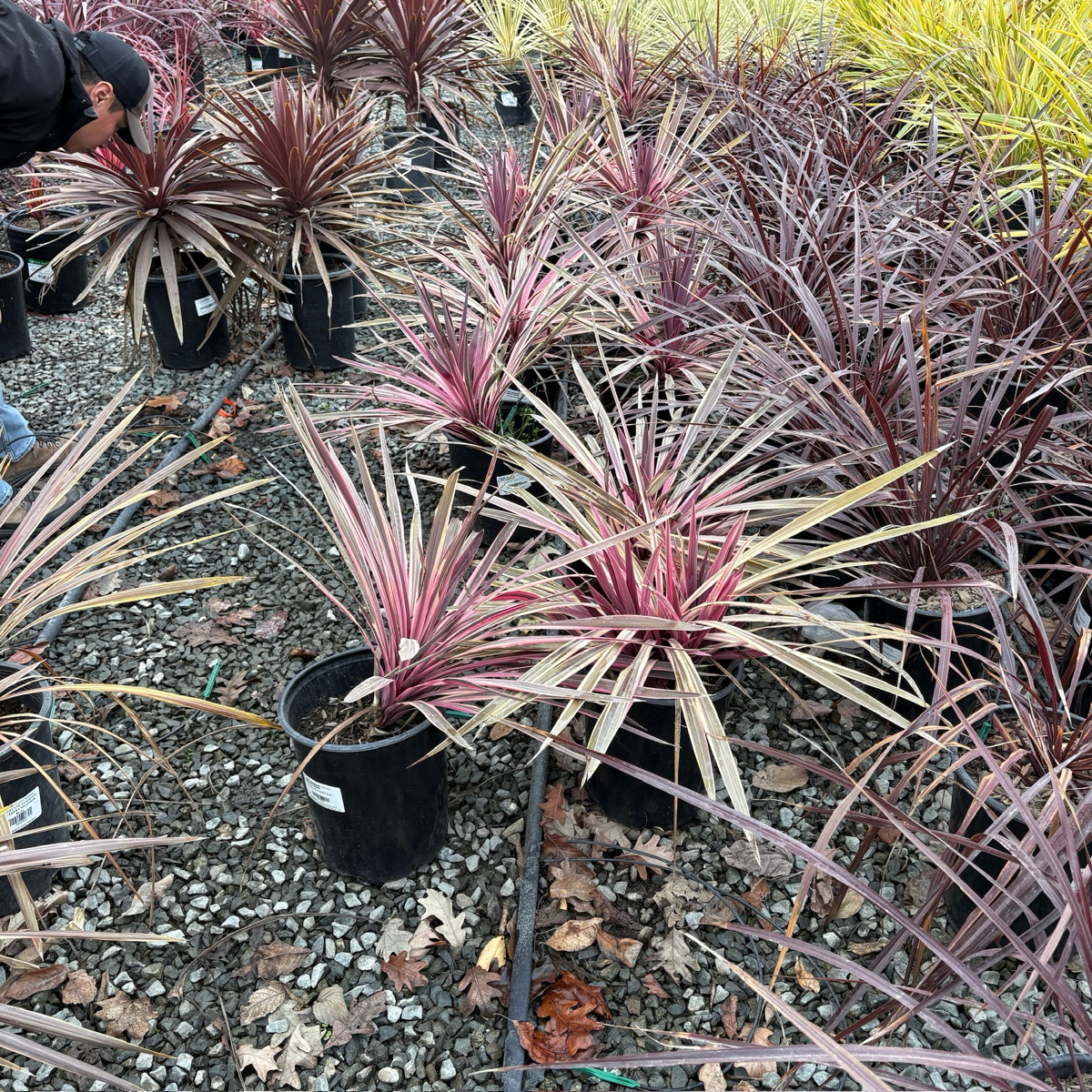 Pink Passion Grass Palm