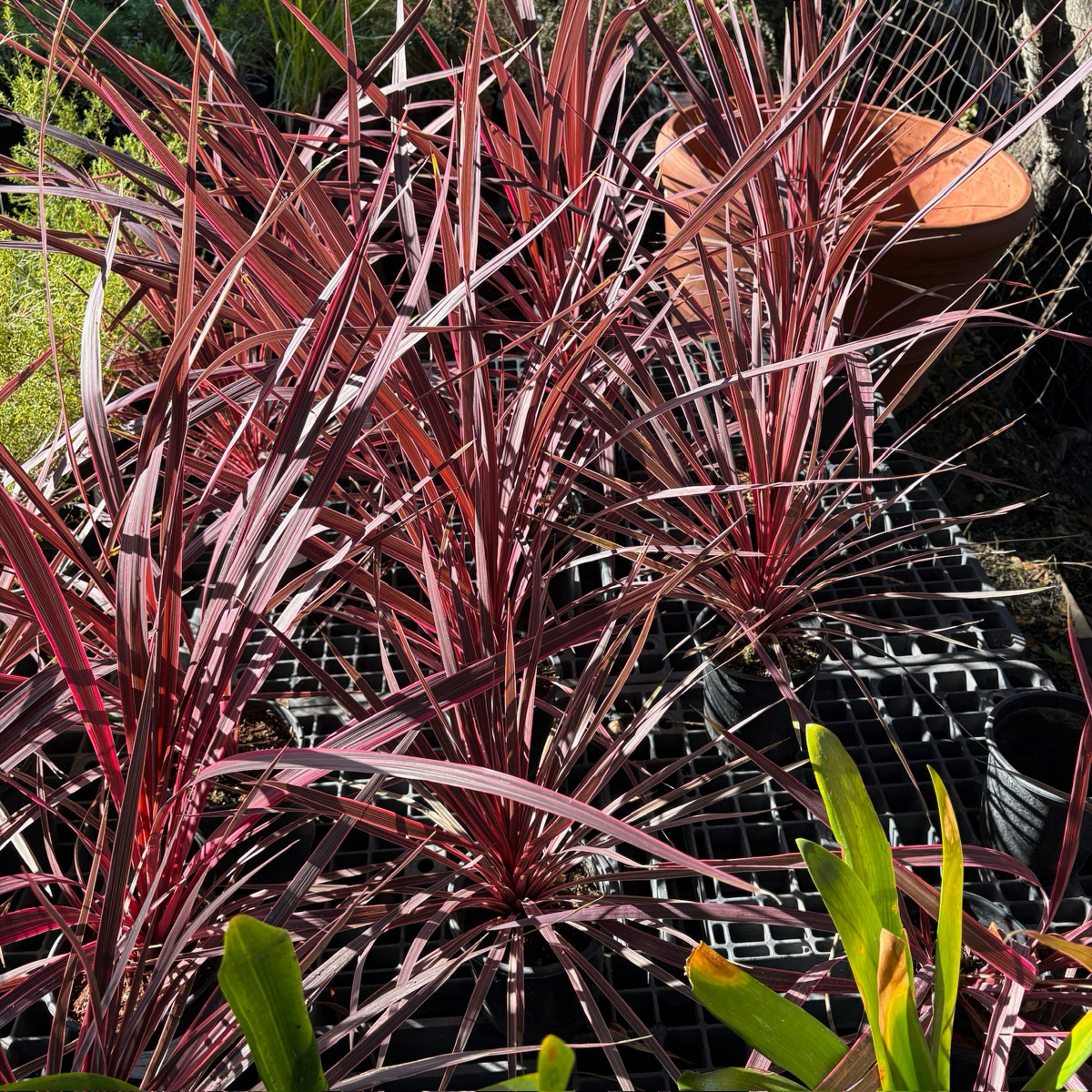 Pink Passion Grass Palm