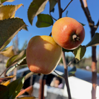 Pink Pearl Apple Tree