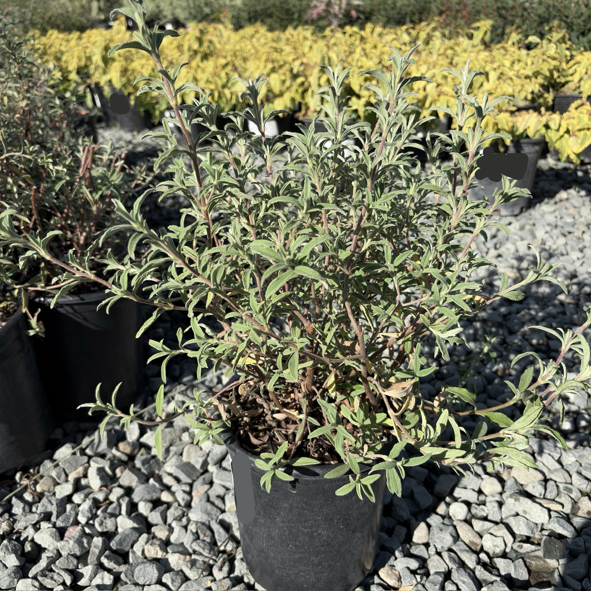Pink Rockrose | Compact Pink Flowering Evergreen Shrub – Victory