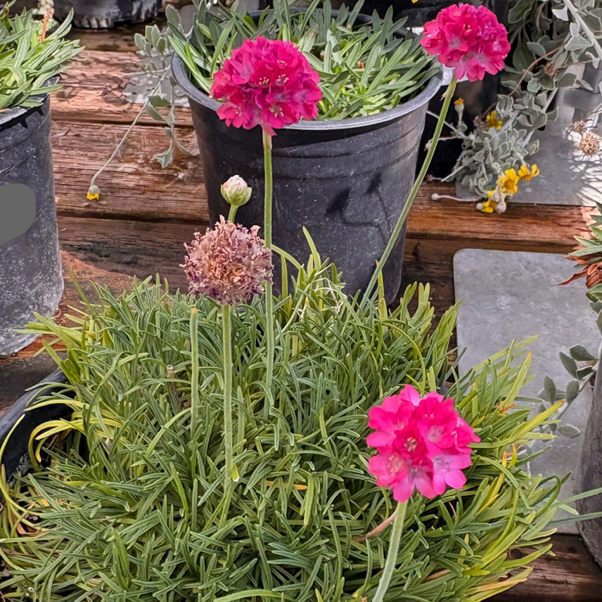 Potted Pink Sea Thrift with pink flowers on a wooden surface