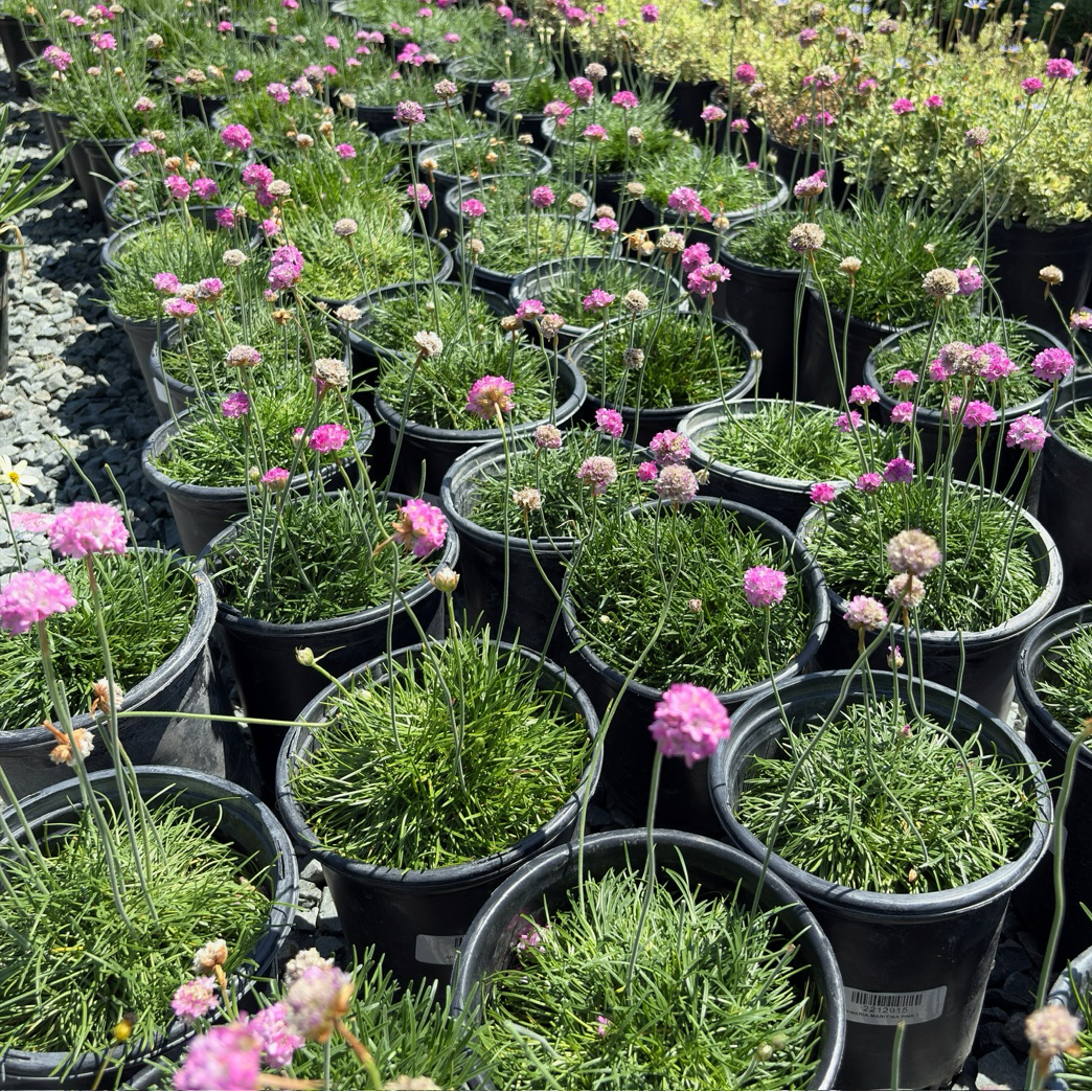 Pots of Pink Sea Thrift plants in a garden setting