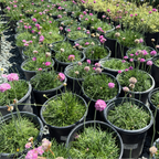 Pots of Pink Sea Thrift plants in a garden setting