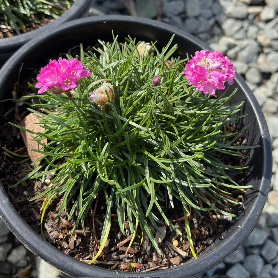 Pink Sea Thrift (Armeria maritima) – Coastal Drought-Tolerant Pink Sea Thrift (Armeria maritima) – Coastal Drought-Tolerant
