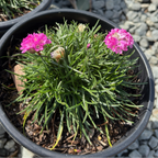 Small potted Pink Sea Thrift with pink flowers and green leaves on a gravel background