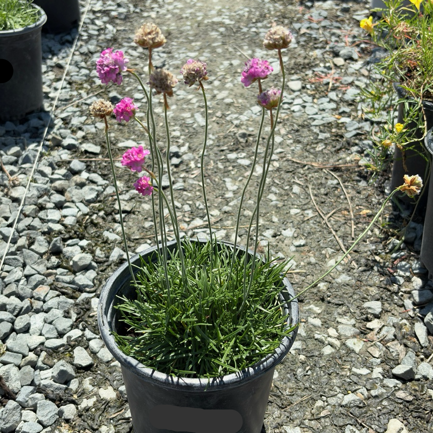 Potted Pink Sea Thrift plant with pink flowers on a gravel path