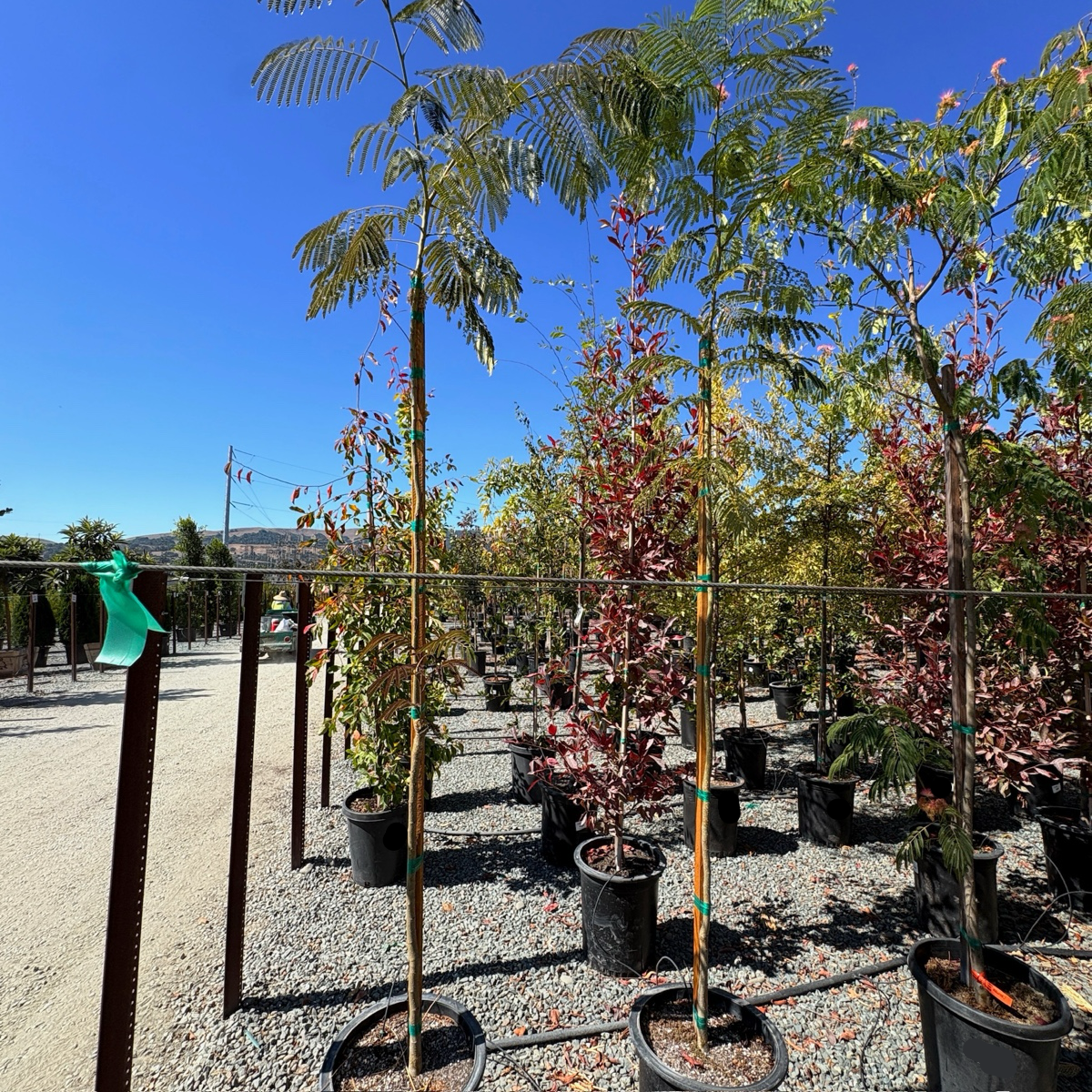 Pink Silk Tree