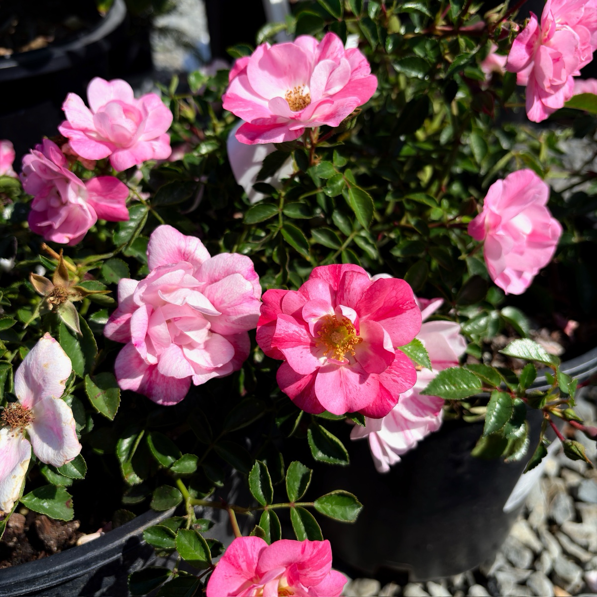 Pink Splash Carpet Rosa flowers in a pot with green leaves