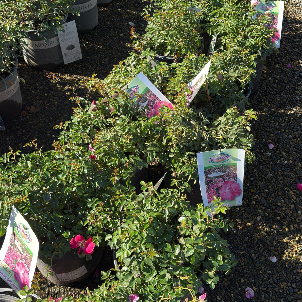 Row of potted Pink Splash Carpet Rosa plants with tags in a garden setting