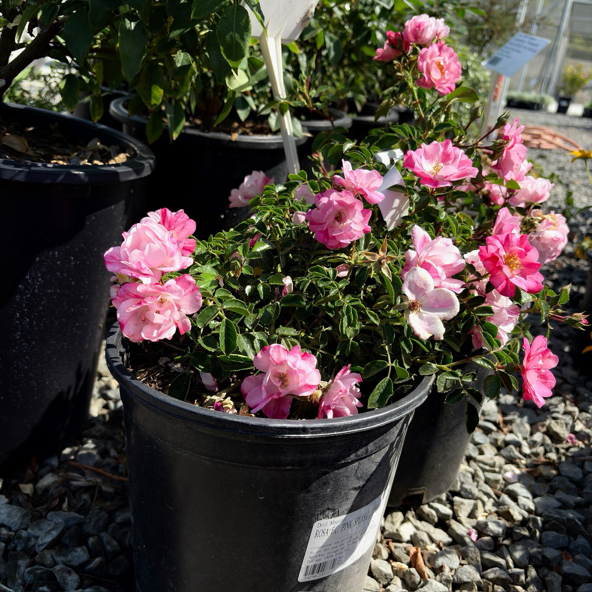 Potted Pink Splash Carpet Rosa plants with pink flowers in a garden setting