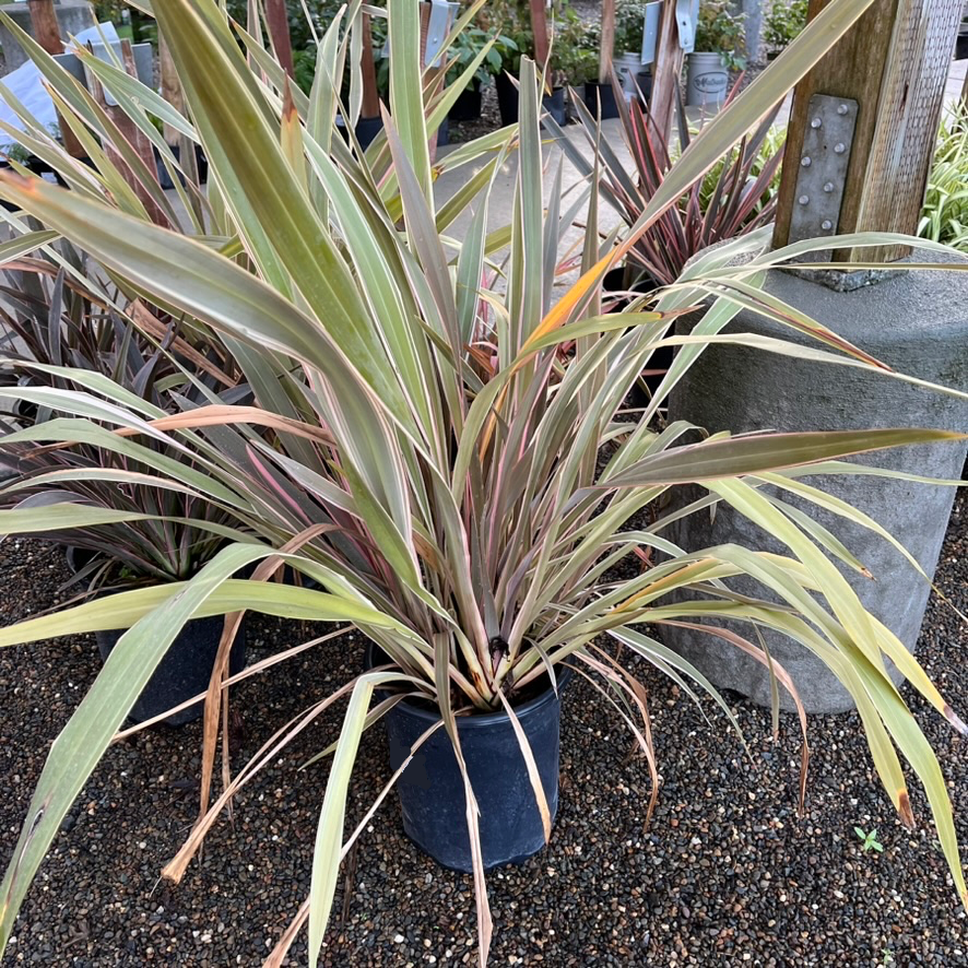 Pink Stripe New Zealand Flax