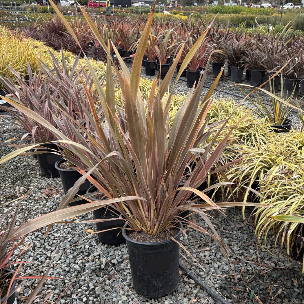 Pink Stripe New Zealand Flax
