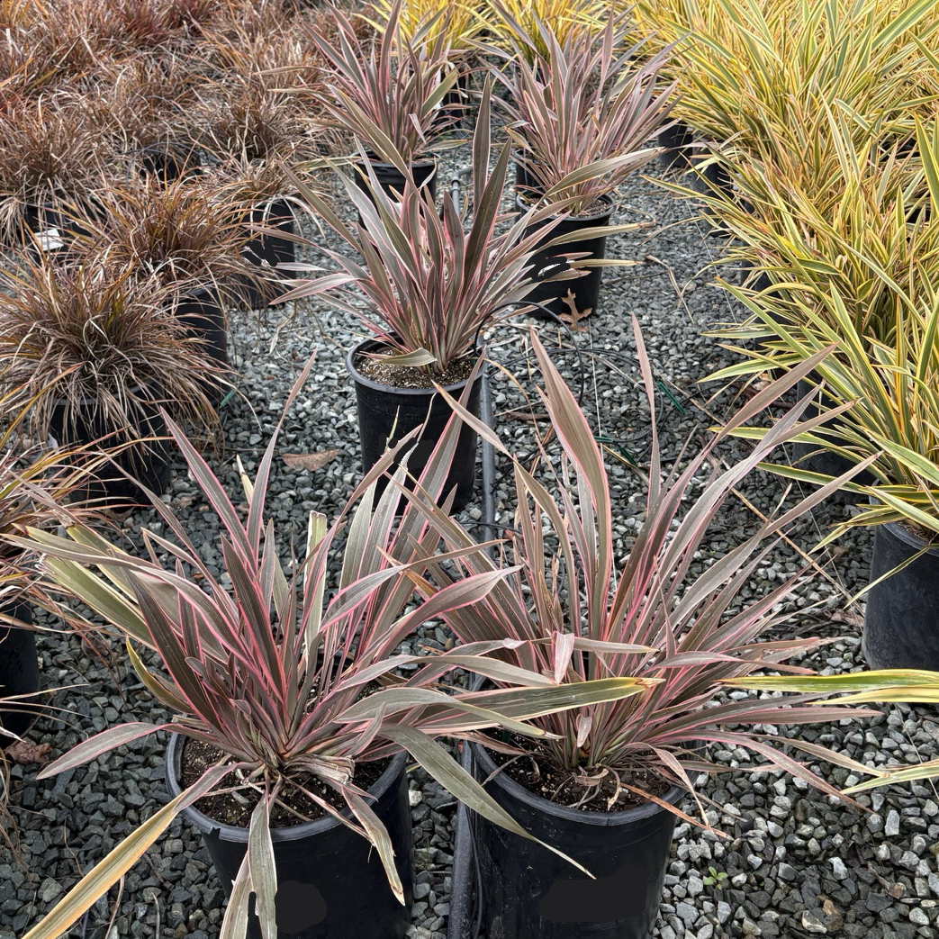 Pink Stripe New Zealand Flax
