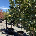 Pink Variegated Eureka Lemon