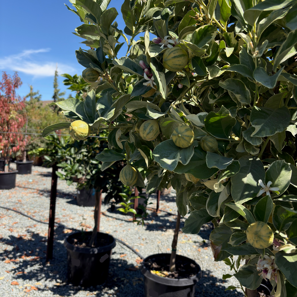 Pink Variegated Eureka Lemon