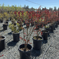Pink Velour®️ Crape Myrtle