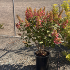 Pinky Winky Panicle Hydrangea
