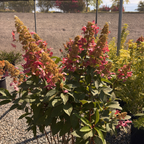 Pinky Winky Panicle Hydrangea