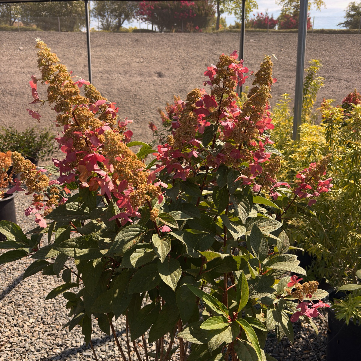 Pinky Winky Panicle Hydrangea