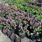 Pippa's Purple Hellebore
