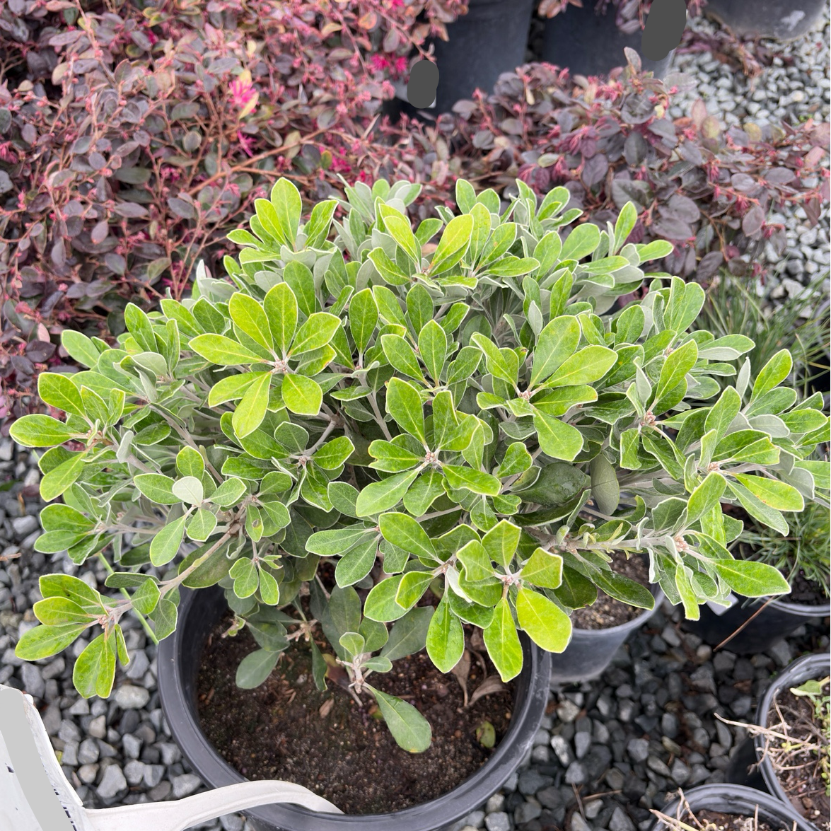 Pittosporum crassifolium ‘Nana' 