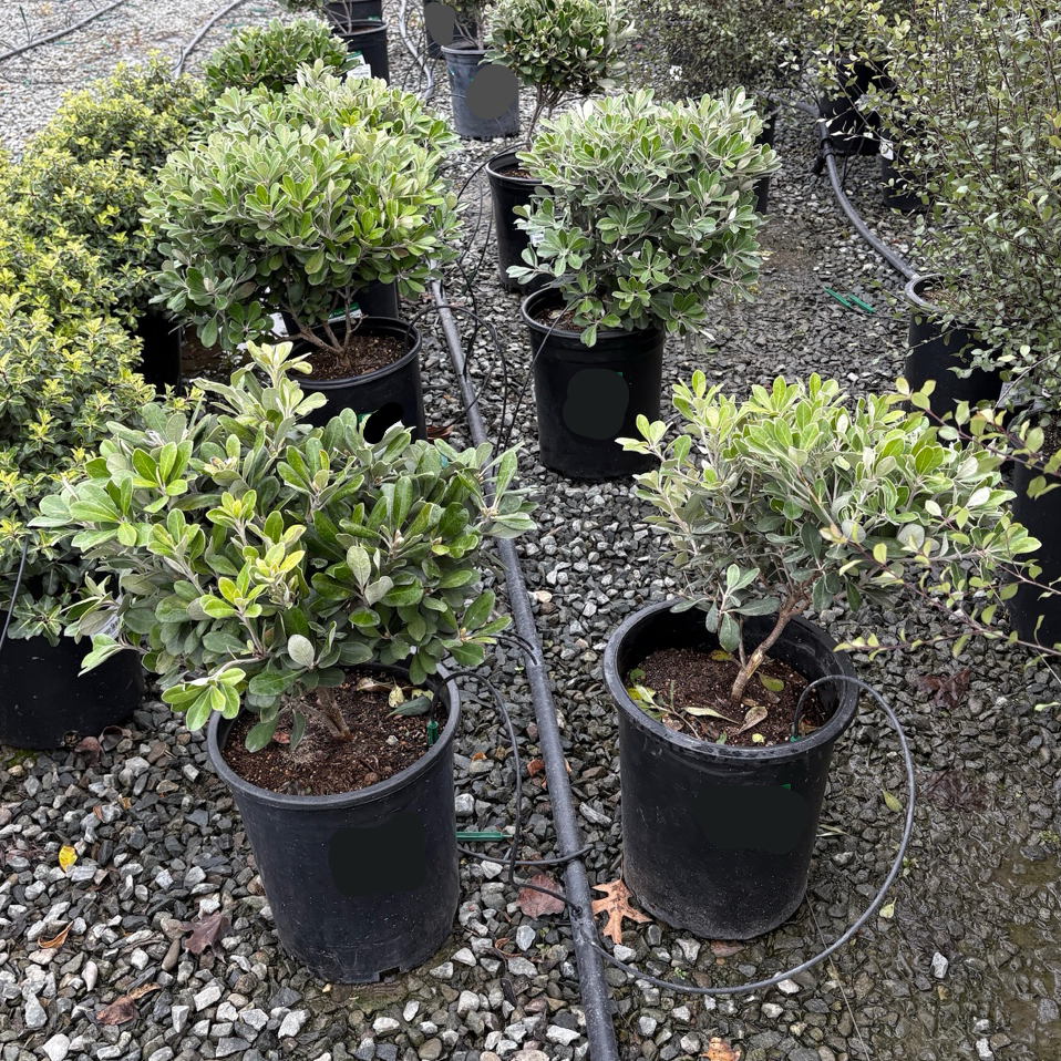 Pittosporum crassifolium ‘Nana' 