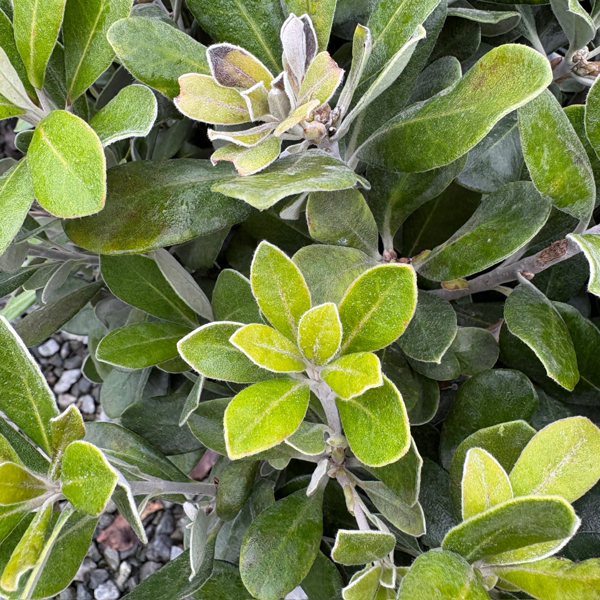 Pittosporum crassifolium ‘Nana' 