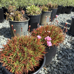 Plantain Thrift