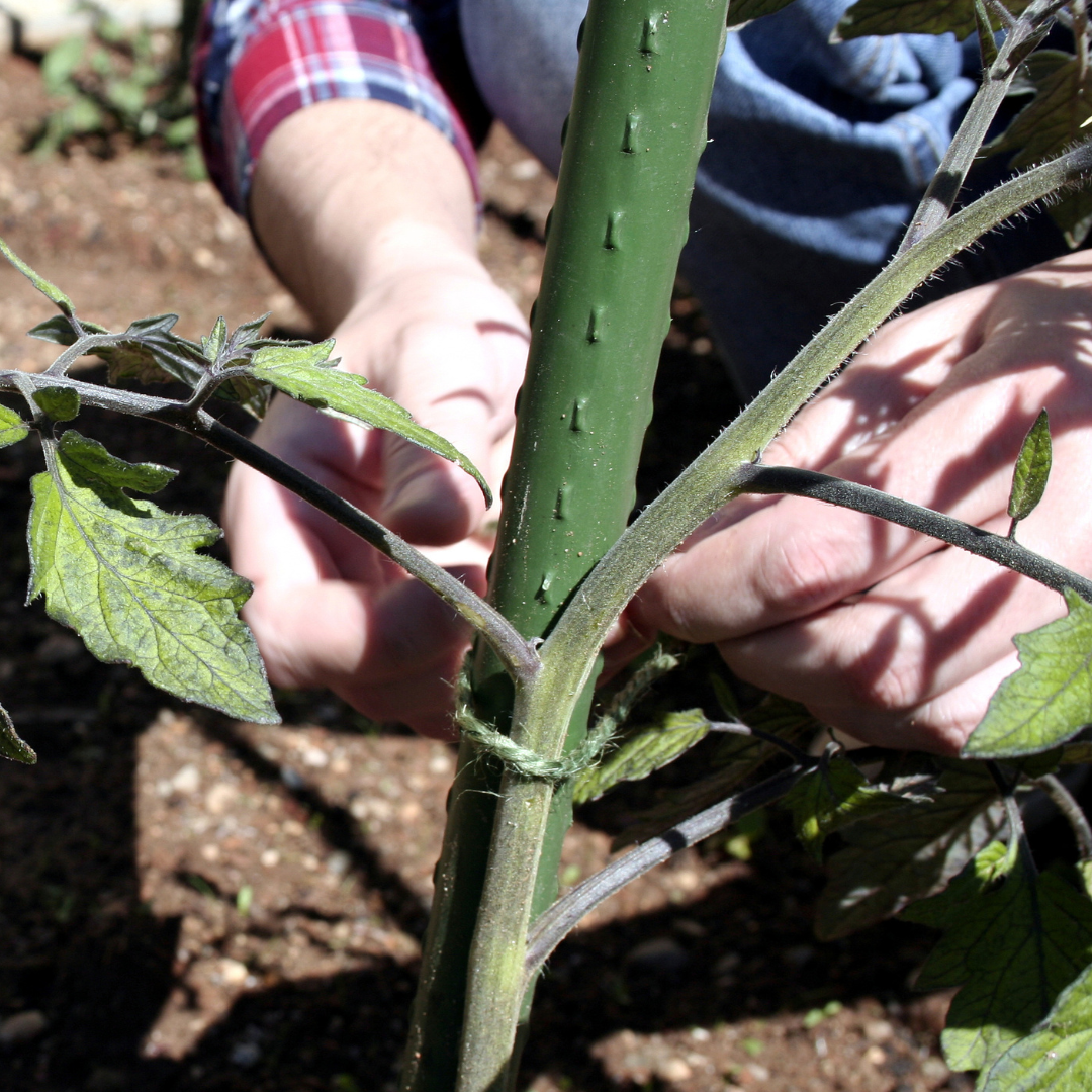 Person tying a plant stem with twine  on Metal Vinyl Coated Planting Poles in a garden setting