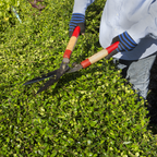Person trimming a hedge with garden shears in a garden setting