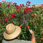 Person trimming bushes with shears wearing a straw hat and gloves, surrounded by flowering plants.