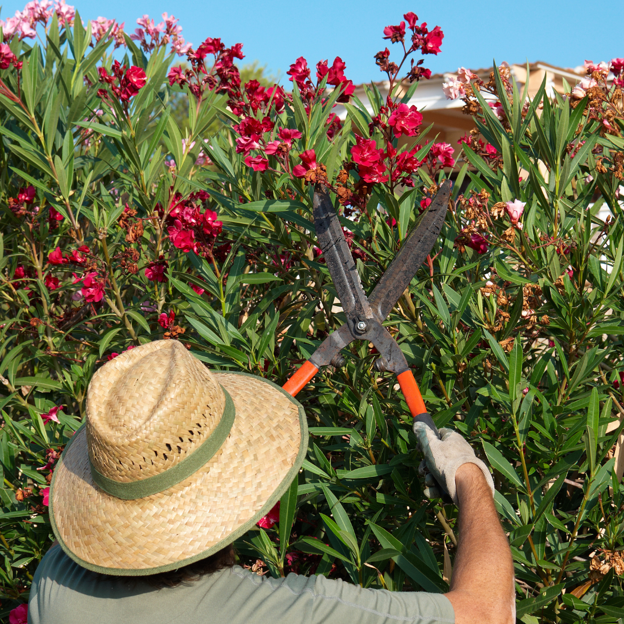 Person trimming bushes with shears wearing a straw hat and gloves, surrounded by flowering plants.
