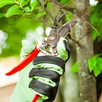 Hand wearing green gardening glove holding a pair of pruning shears with a blurred tree background