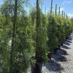 Podocarpus gracilior
