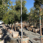 Podocarpus gracilior