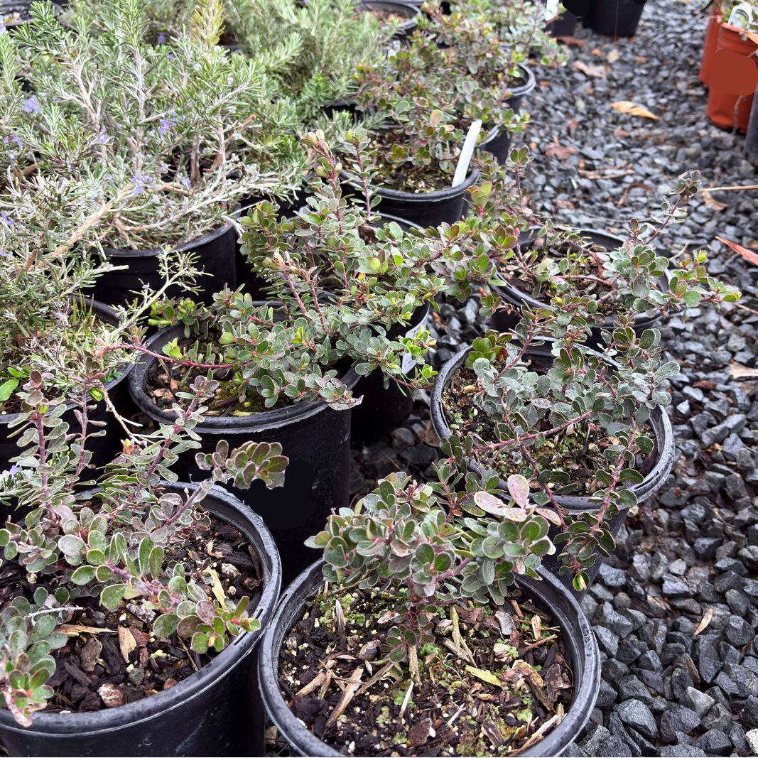 Point Reyes Bearberry