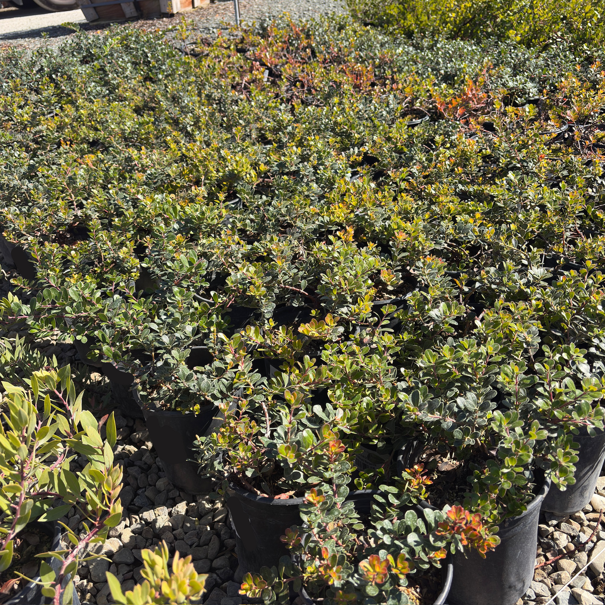 Point Reyes Bearberry
