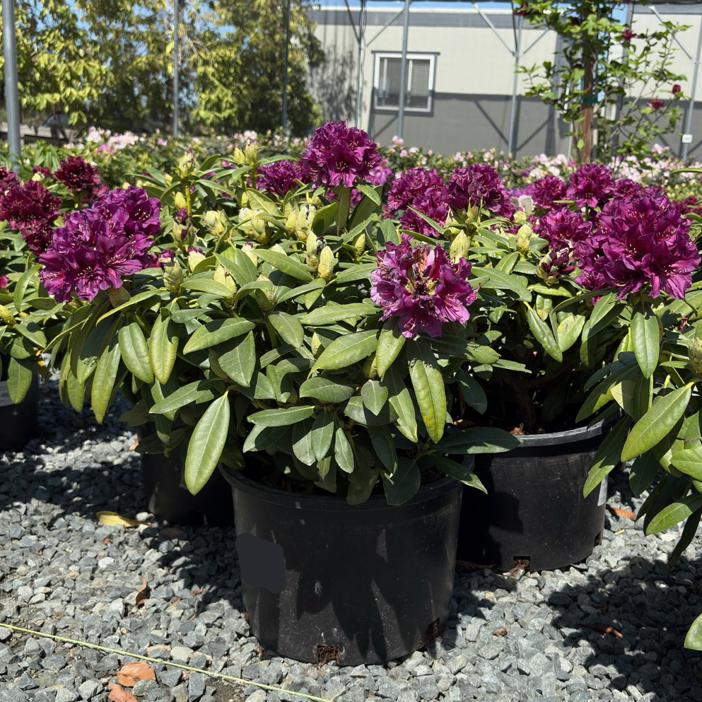 Polar Night Rhododendron