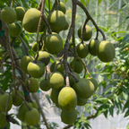Polynesian plum fruits hanging from a tree branch with a blurred natural background