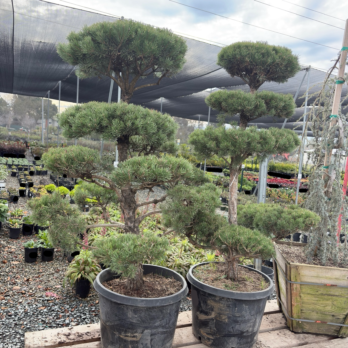 Pom Pom Scotch Pine