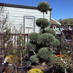Pom Pom Scotch Pine