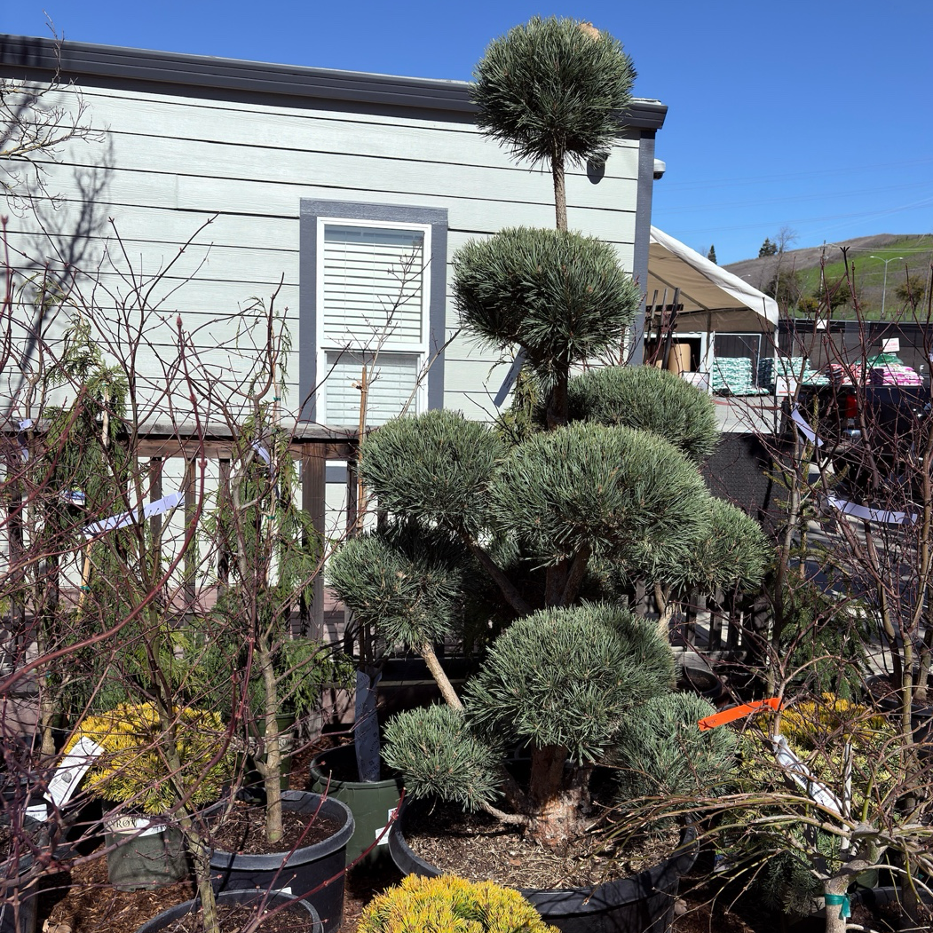 Pom Pom Scotch Pine