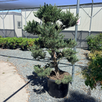 Pom Pom Scotch Pine