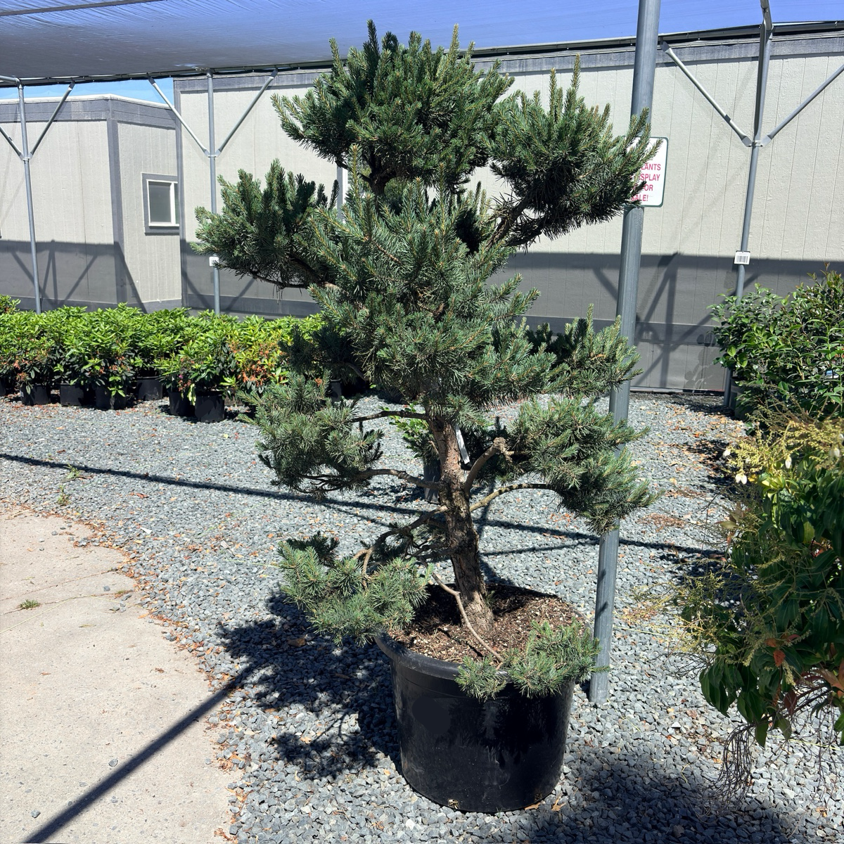 Pom Pom Scotch Pine