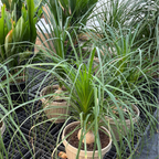 Pony Tail Palm
