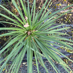 Pony Tail Palm