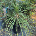 Pony Tail Palm